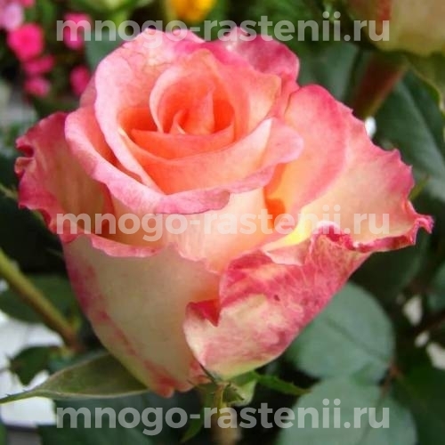 Роза штамбовая Дуэт (Rosa Duett)