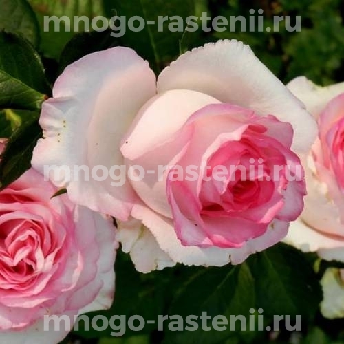 Роза чайно-гибридная Дольче Вита на штамбе