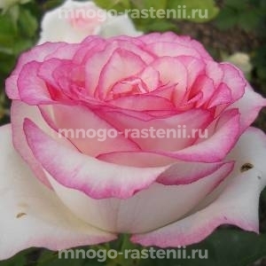 Роза штамбовая Дольче Вита (Rosa Dolce Vita)