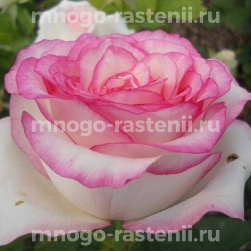 Роза чайно-гибридная Дольче Вита на штамбе