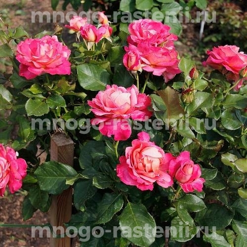 Роза штамбовая Гожар (Rosa Gaujard)