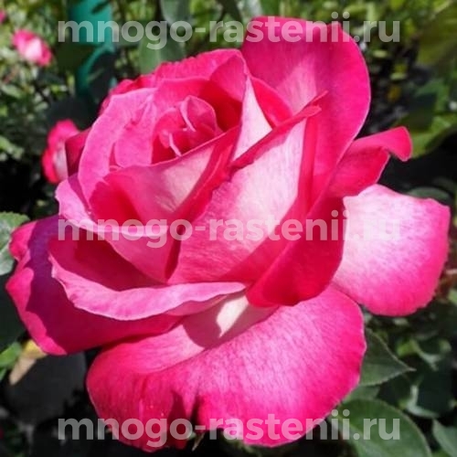 Роза штамбовая Гожар (Rosa Gaujard)