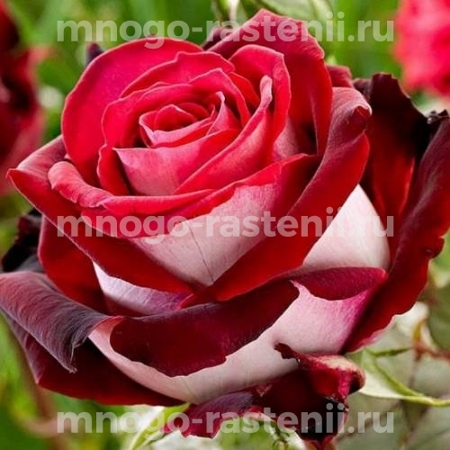 Роза штамбовая Аллилуйя (Rosa Allelyia)