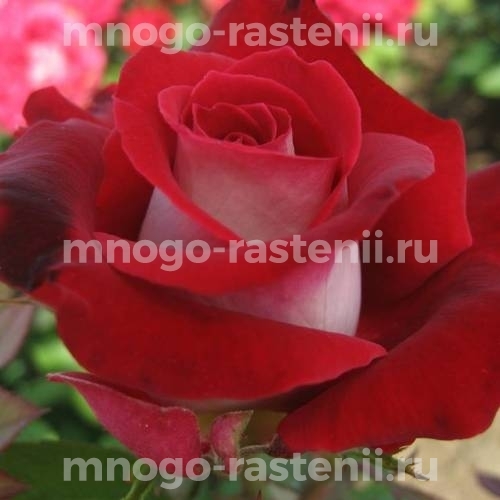 Роза чайно-гибридная Аллилуйя на штамбе