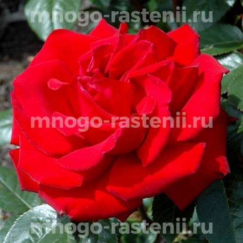 Роза штамбовая Ингрид Бергман (Rosa Ingrid Bergman)