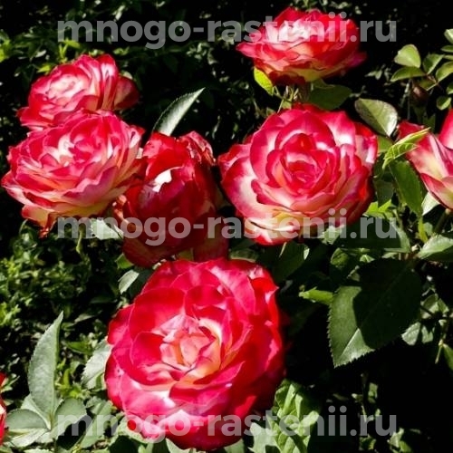 Роза штамбовая Ностальжи (Rosa Nostalgie)