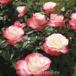 Роза штамбовая Ностальжи (Rosa Nostalgie)