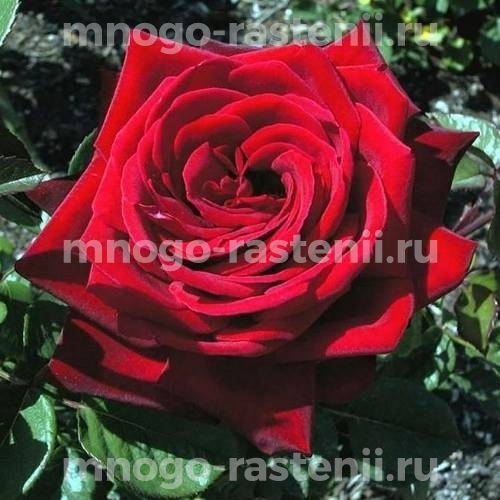 Роза чайно-гибридная Бургунд на штамбе