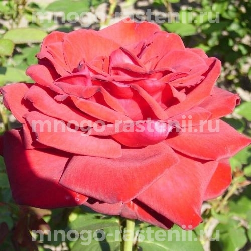 Роза штамбовая Бургунд 81 (Rosa Burgund 81)
