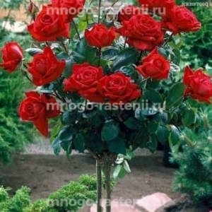 Роза штамбовая Бургунд 81 (Rosa Burgund 81)