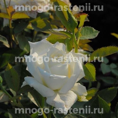 Роза чайно-гибридная Поларштерн на штамбе