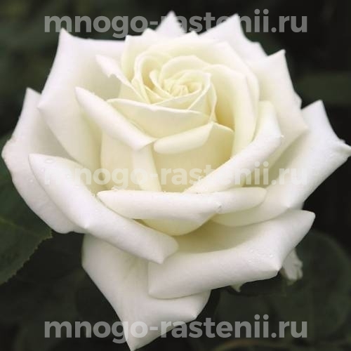 Роза штамбовая Поларштерн (Rosa Polarstern)
