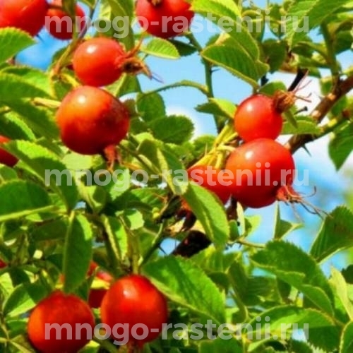 Шиповник плодовый Яблочный