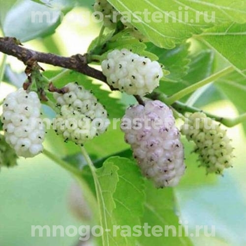 Шелковица Белая Плодовая-1
