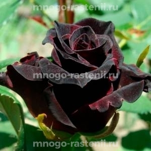 Роза штамбовая Блэк Баккара (Rosa Black Baccara)