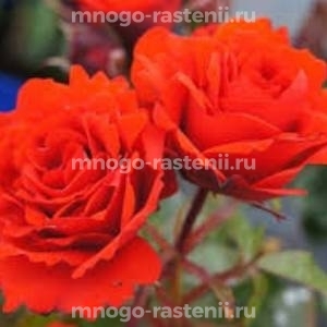 Роза штамбовая Ремембрэнс (Rosa Remebrance)