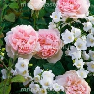 Роза штамбовая Шарифа Асма (Rosa Sharifa Asma)