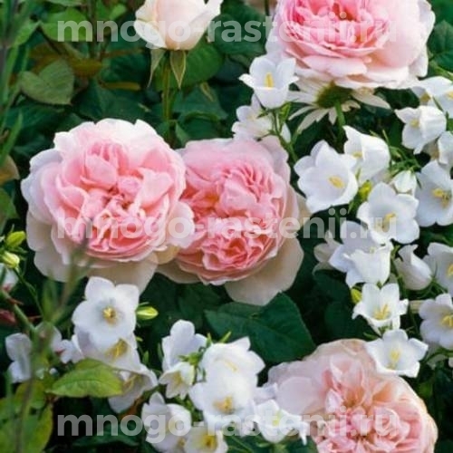 Роза штамбовая Шарифа Асма (Rosa Sharifa Asma)