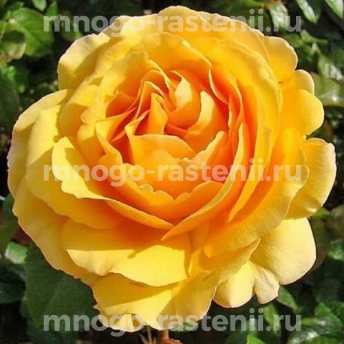 Роза штамбовая Амбер Куин (Rosa Amber Queen)