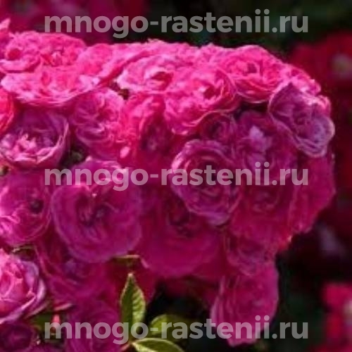 Роза штамбовая Динки (Rosa Dinky)