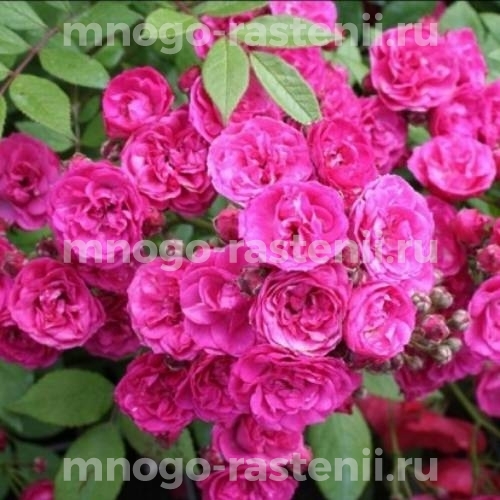 Роза штамбовая Динки (Rosa Dinky)