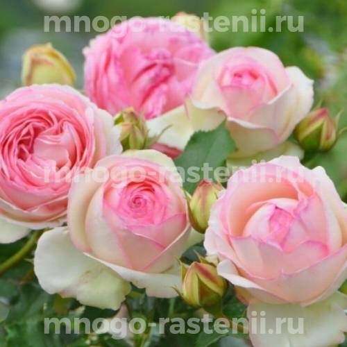 Роза штамбовая Эден Роуз (Eden Rose)