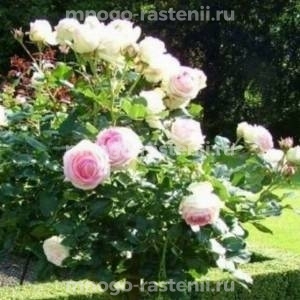 Роза штамбовая Эден Роуз (Eden Rose)