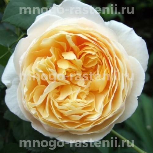 Роза штамбовая Шарлотта (Rosa Charlotte)