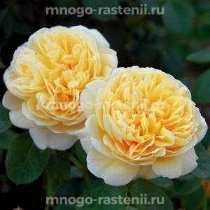 Роза штамбовая Шарлотта (Rosa Charlotte)
