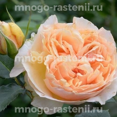 Роза Женевьев Орси (Rosa Genevieve Orsi)