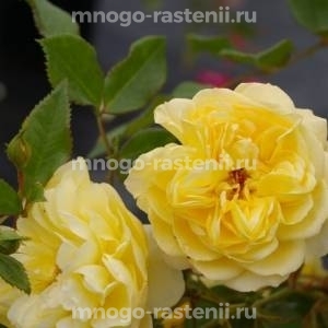 Роза штамбовая Зонненширм (Rosa Sonnensсhirm)