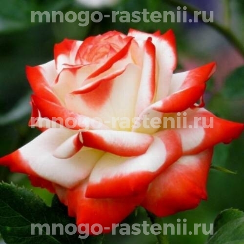 Роза Императрица Фарах (Rosa Imperatrice Farah)