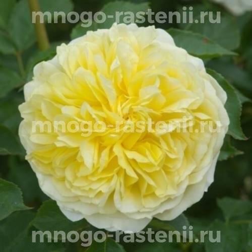 Роза штамбовая Пилигрим (Rosa The Pilgrim)