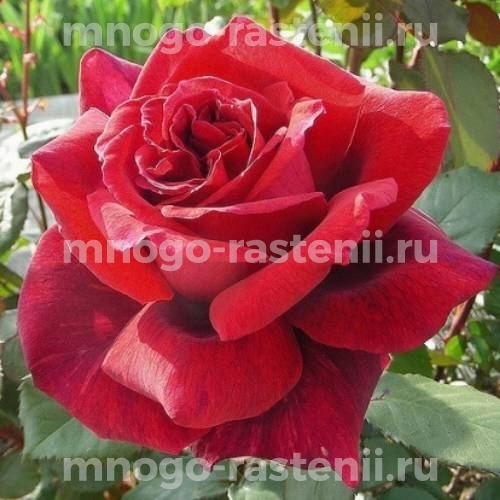 Роза штамбовая Вельвет Фрагранс (Rosa Velvet Fragrance)