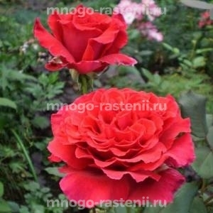 Роза штамбовая Вельвет Фрагранс  (Rosa Velvet Fragrance)