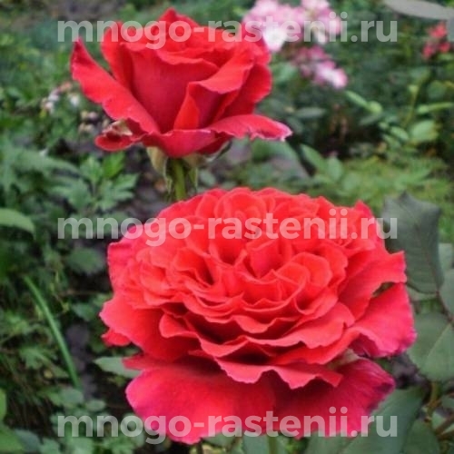 Роза штамбовая Вельвет Фрагранс (Rosa Velvet Fragrance)