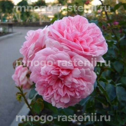 Роза штамбовая Комтесс де Сегюр (Rosa Comtesse de Segur)