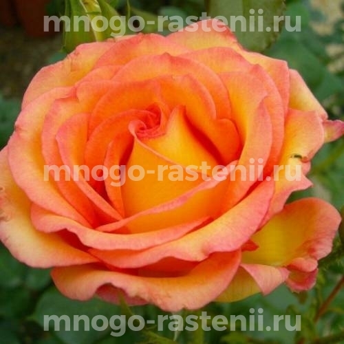 Роза штамбовая Роуз де Мон Марсан (Rose de Mont Marsan)