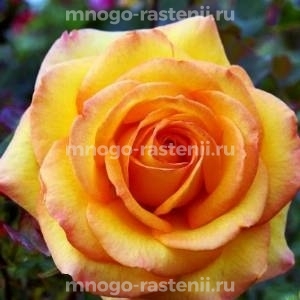 Роза штамбовая Роуз де Мон Марсан (Rose de Mont Marsan)