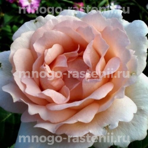 Роза штамбовая Клэр Ренессанс (Rosa Clair Renaissance)