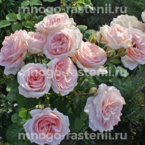 Роза штамбовая Клэр Ренессанс (Rosa Clair Renaissance)