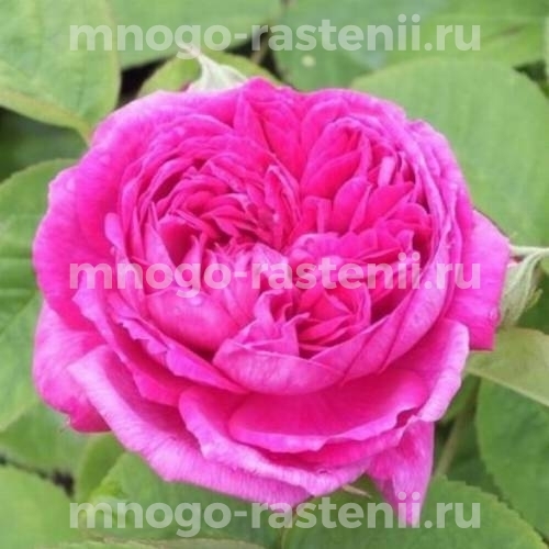 Роза Роуз де Решт (Rosa Rose de Rescht)