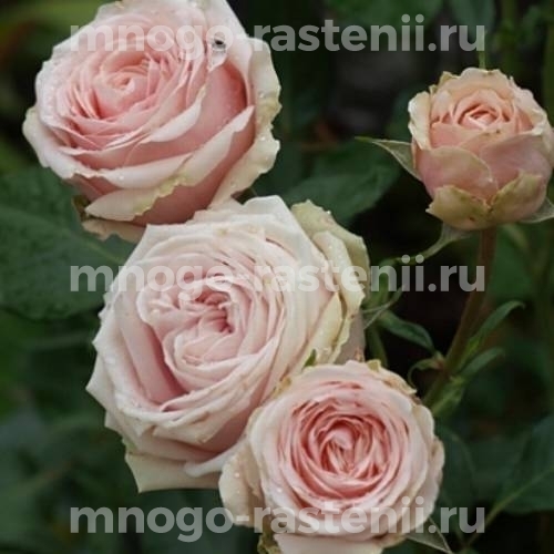 Роза штамбовая Маджестик Парамаунт ( Rosa Majestic Paramount)