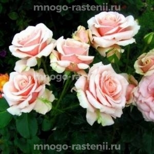 Роза штамбовая Маджестик Парамаунт ( Rosa Majestic Paramount)