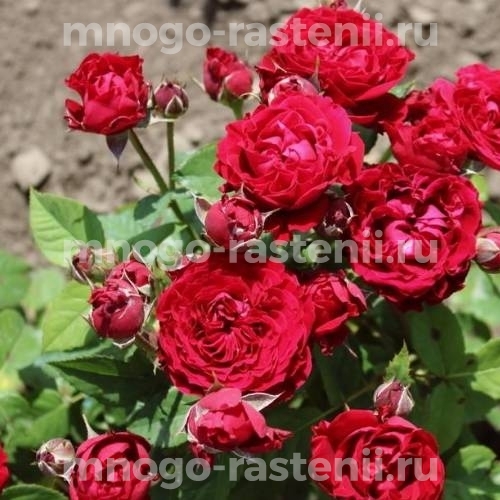 Роза бордюрная Таманго