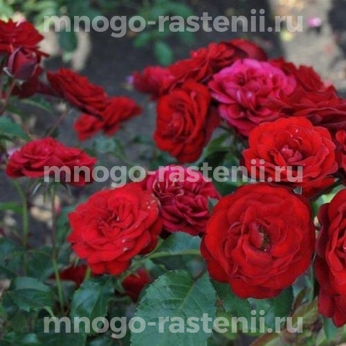 Роза бордюрная Таманго
