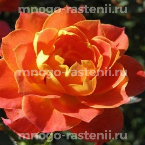 Роза Колибри