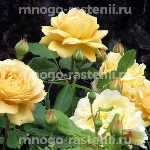 Роза Седана (Rosa Sedana)