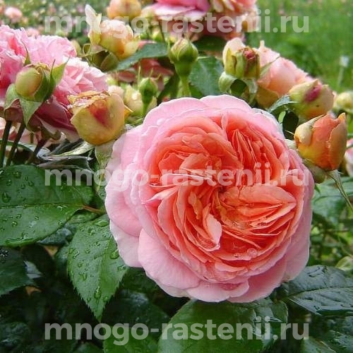 Розы шраб Чиппендейл