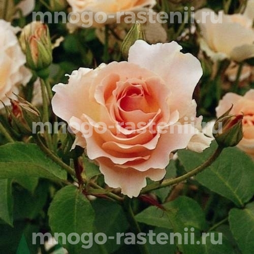 Роза Рококо